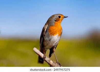 p站全称叫proumb怎么读：详细解析及发音技巧分享